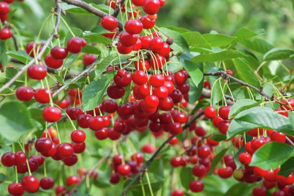 cherries on tree