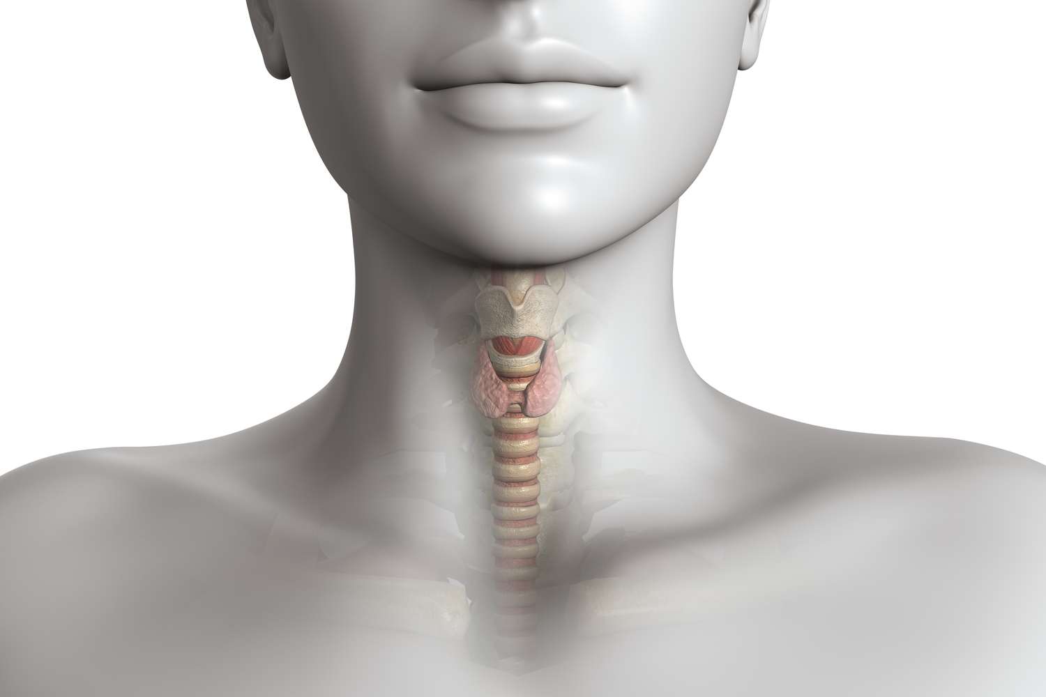  Thyroid on human body