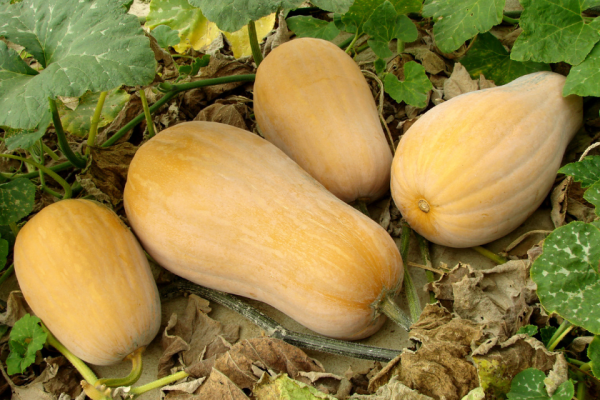 Butternut Squash