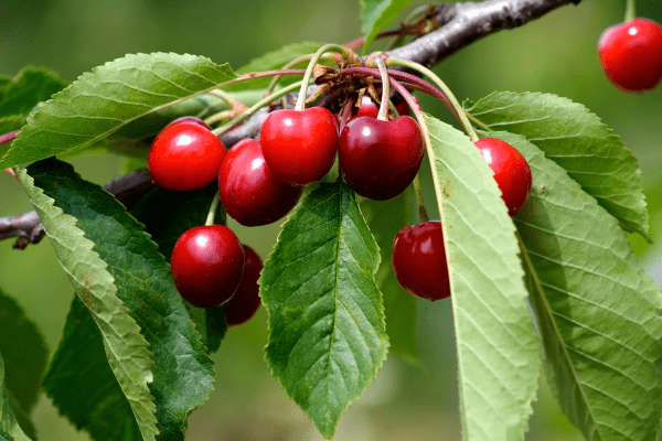 Food for Thought Cherries Splash Image