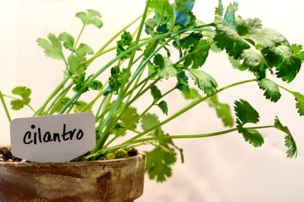 Cilantro Plant