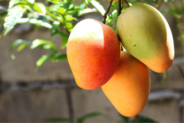 Haden Mangoes