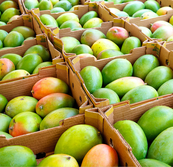 Many crates of mangoes