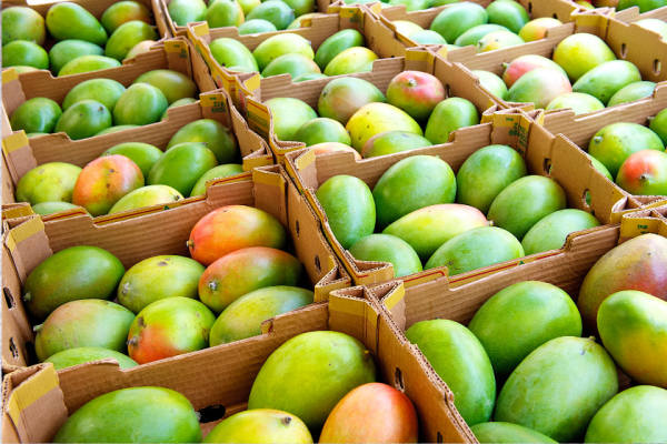 Many crates of mangoes