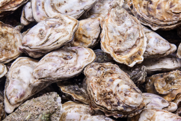 History of Oysters