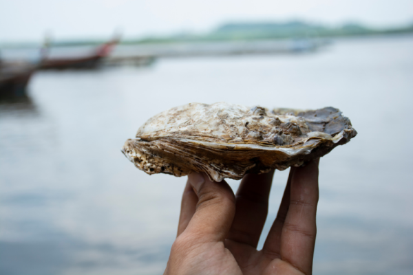 National Oyster Day