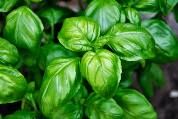 Basil Leaves