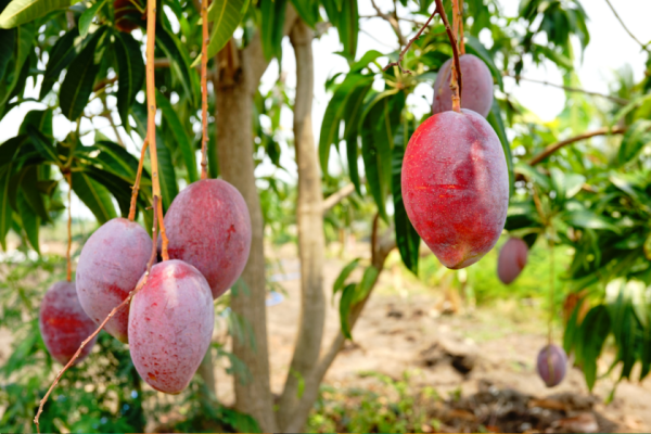 Tommy Atkins Mangoes